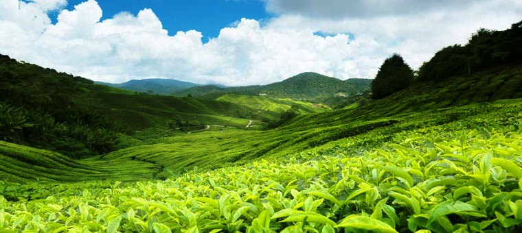 SriLanka Tea Plantations